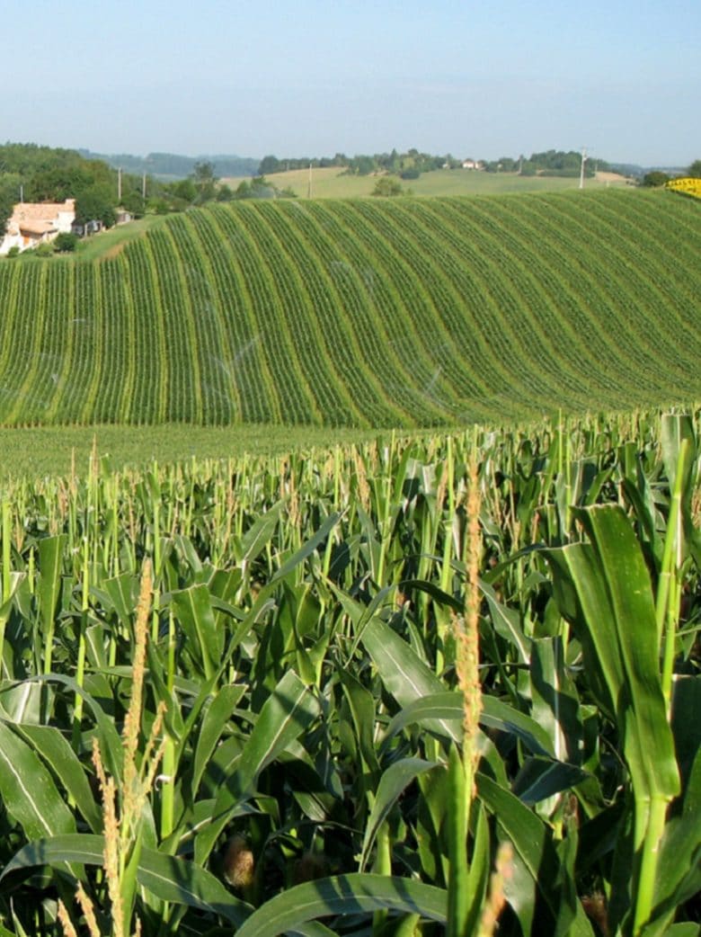 Fnpsms Production De Semences De Maïs Dexcellence En France Maize In France